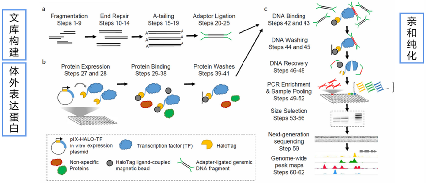 1764827760621349.png DAP-seq.png