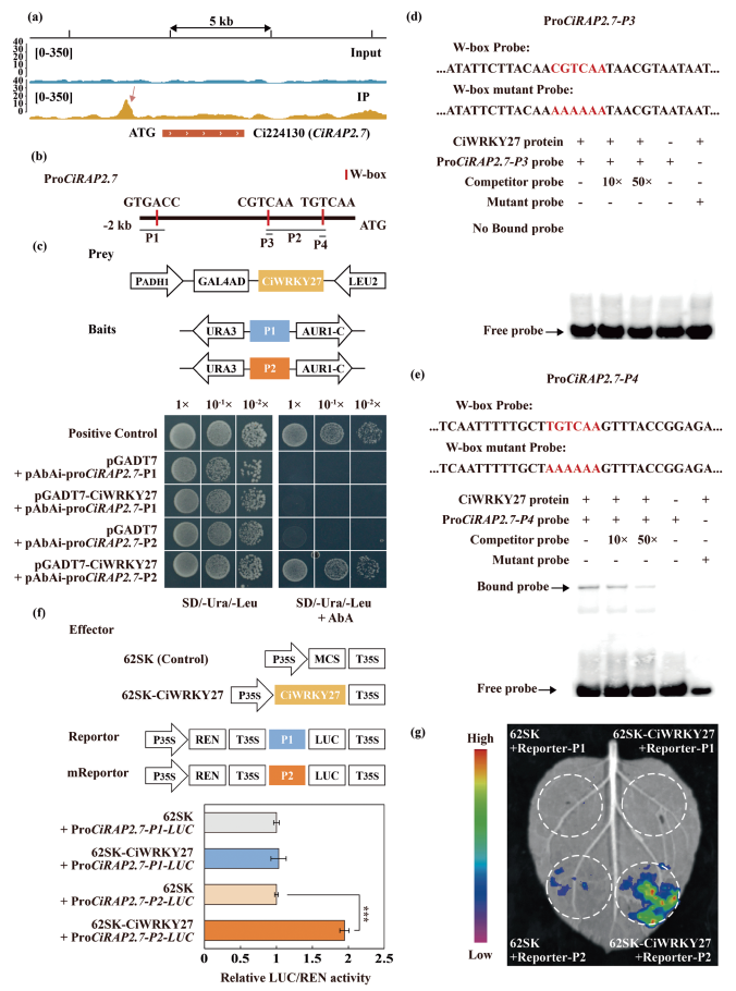 1765445203261313.png 图片9.png