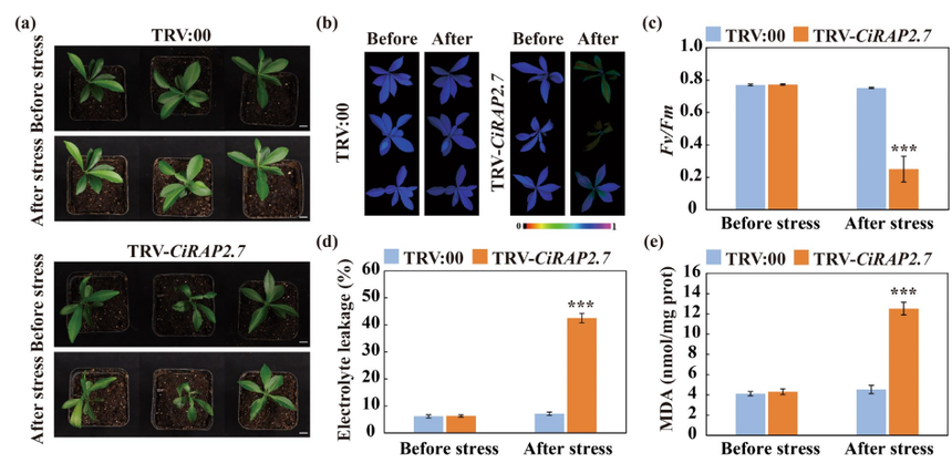 1765445213717413.png 图片10.png