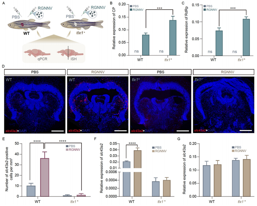 1766122844278798.png 图片5.png