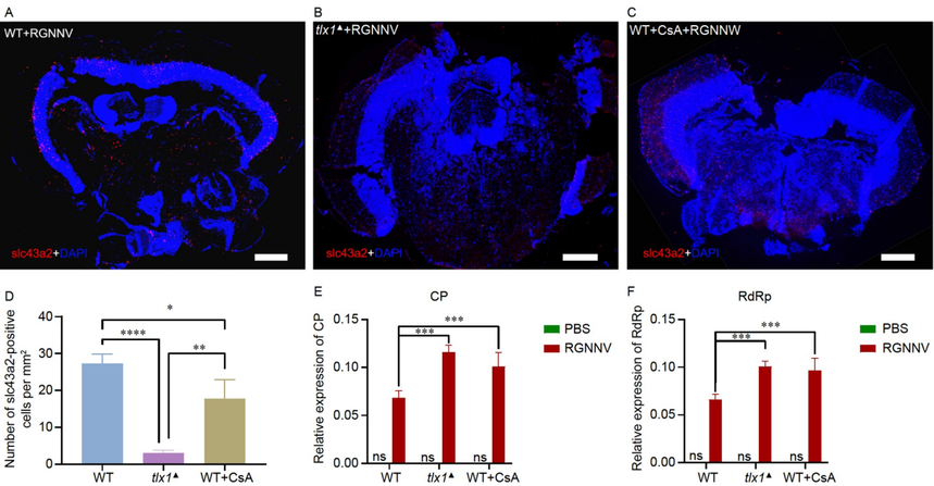 1766122856267021.png 图片6.png