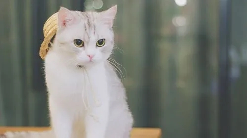 1652522234459940.jpg 555.webp.jpg