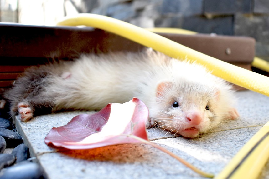 1653961909605052.jpg 雪貂 (7).jpg