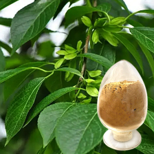 杜仲葉提取物