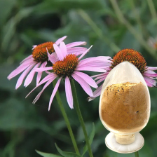 紫錐菊提取物