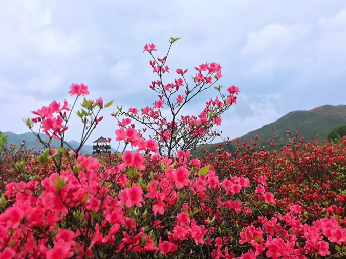 1660038304726564.png 63ccbf139bb026e38a750ecae01eafa6_1-210512110633637.png