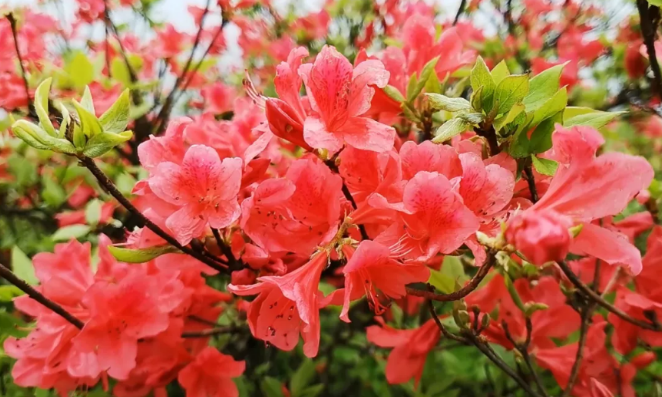 1660038326796996.png 173adc110223165d03d1011cb25a53af_1-210512110I3535.png