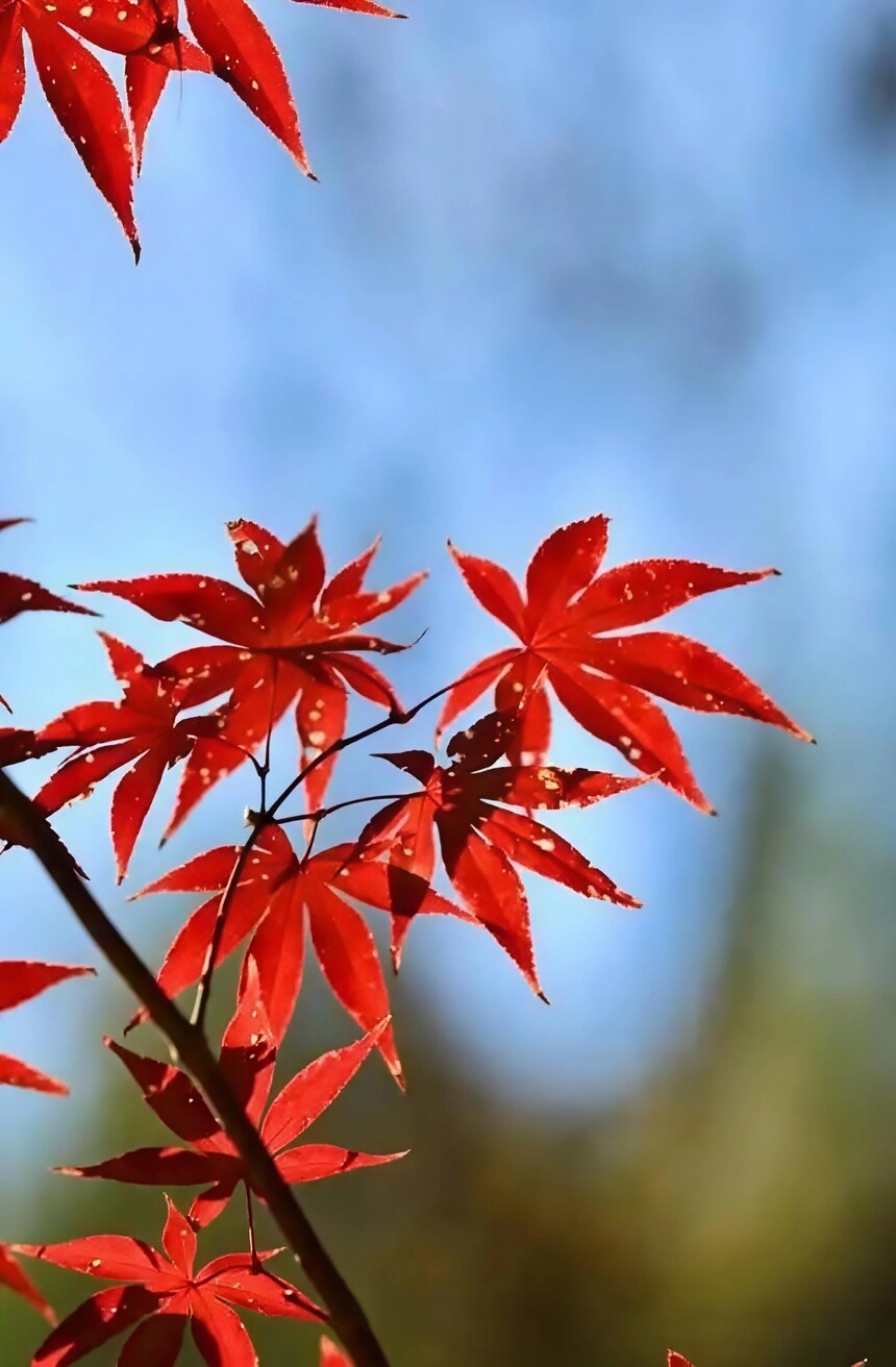 1761895286710315.jpg 11.jpg