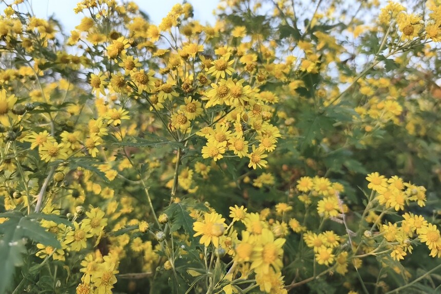 1763975973479524.jpg 17(1).jpg