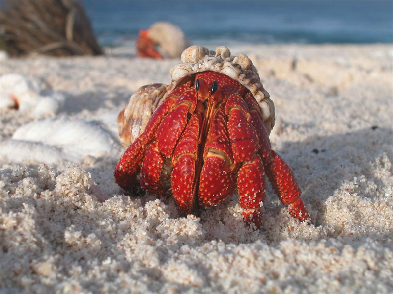 beach-sand-ocean-wildlife-food-red-1234029-pxhere.com.jpg