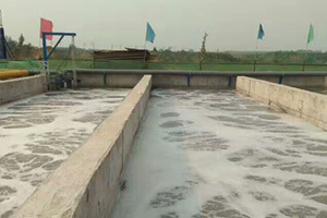 北京平谷正大綠色方圓蛋業有限公司 100