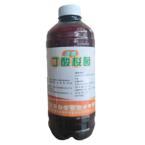 丁酸梭菌
