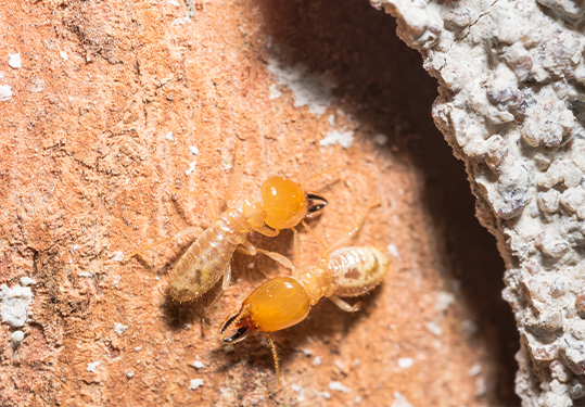 ��ρ�������cΣ��