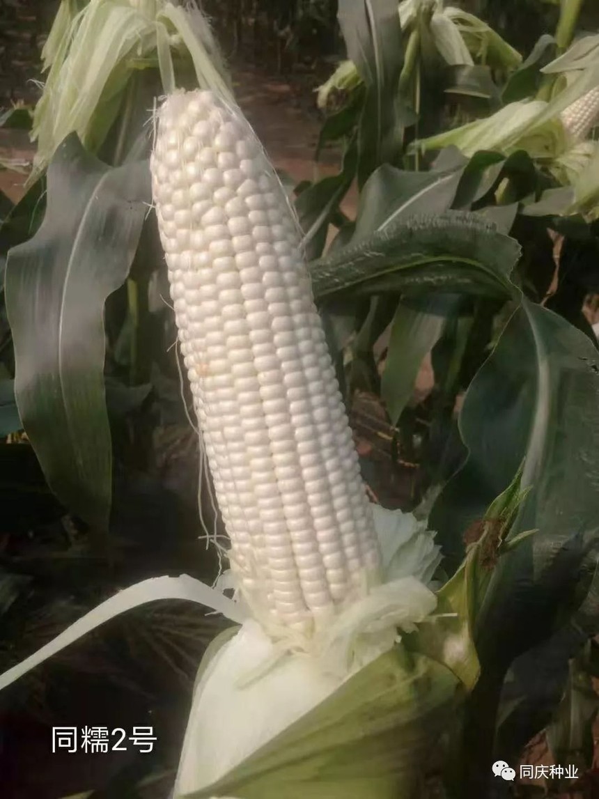 1657789813214073.jpg 002.jpg