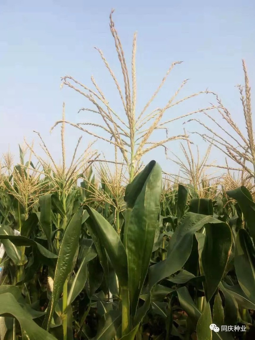 1657789830761226.jpg 003.jpg