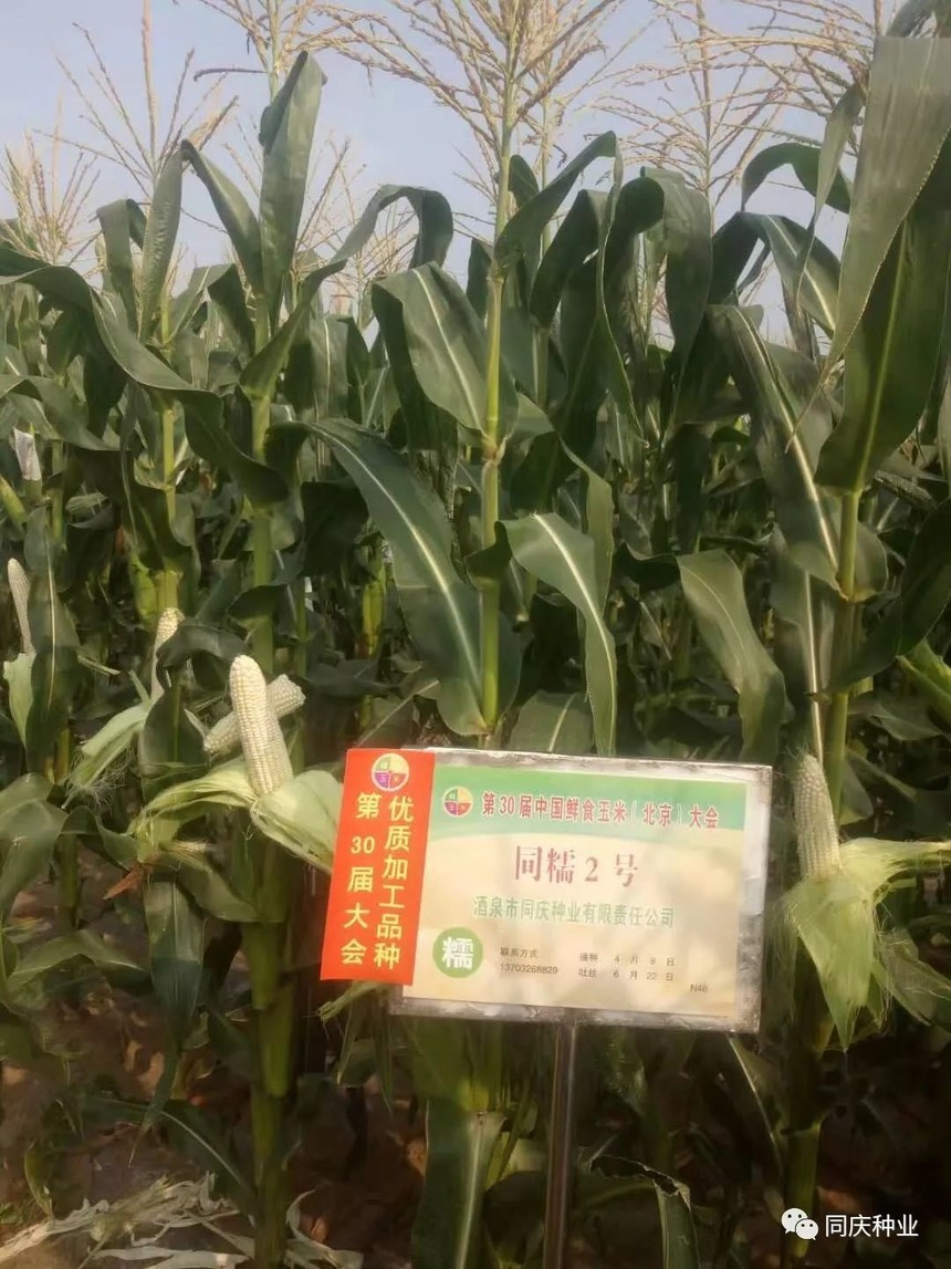 1657789853163263.jpg 004.jpg