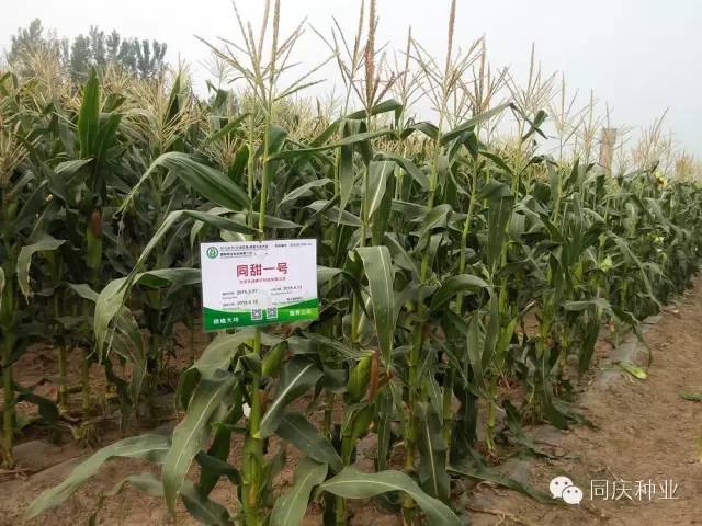 1657871577730661.jpg 020.jpg