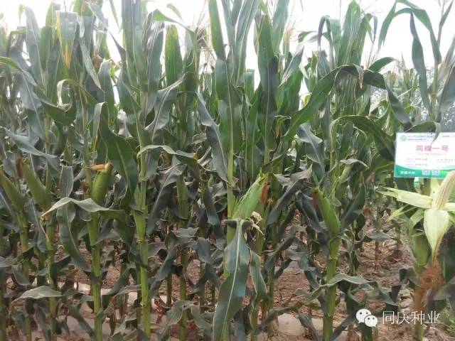 1657871772182717.jpg 031.jpg