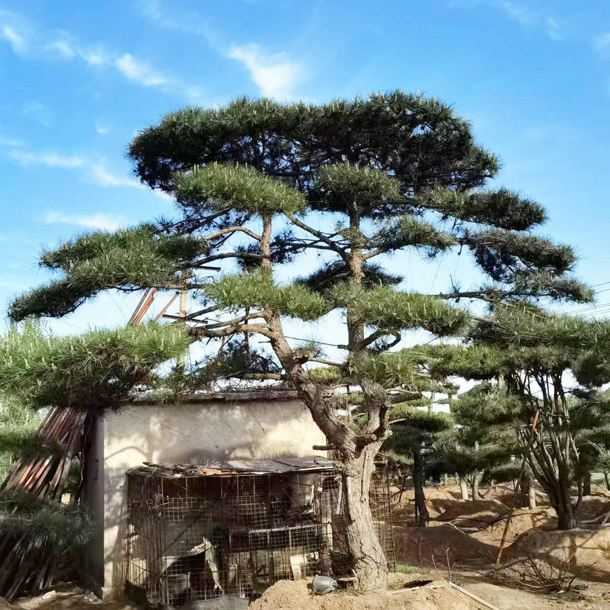 1658826650401276.jpg 05.jpg