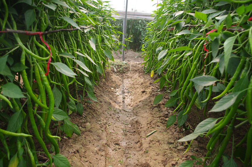 1678361228550165.jpg 中将.JPG