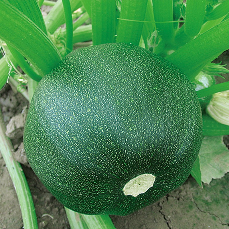 Black Jewel