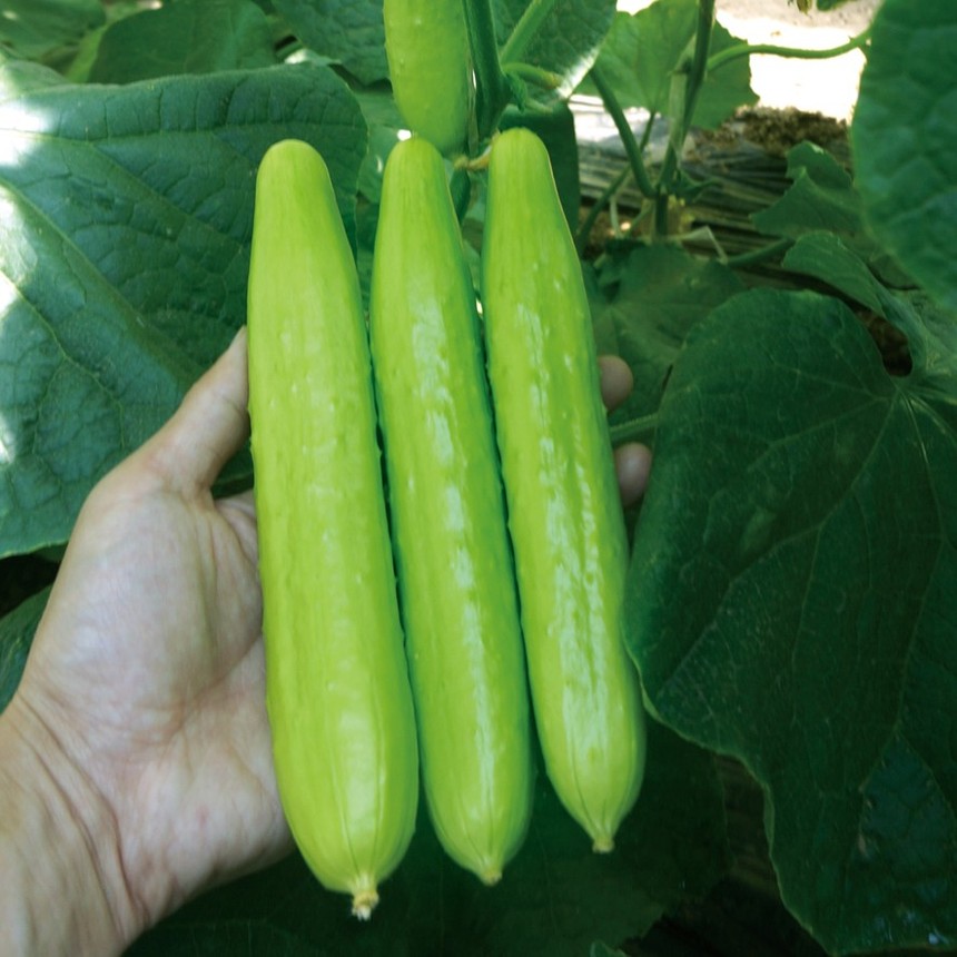 Bicuiyugua