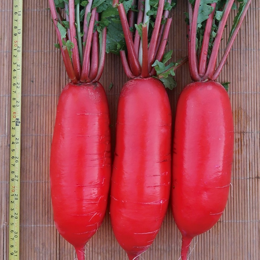 Benhong No.3