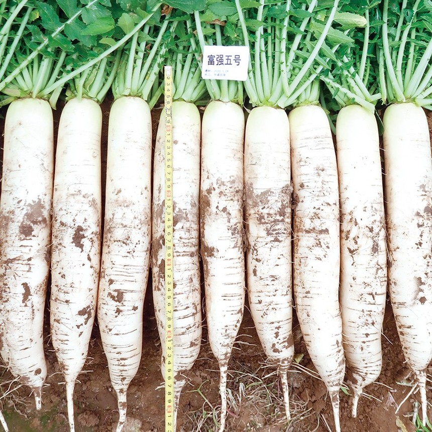 Fuqiang No.5