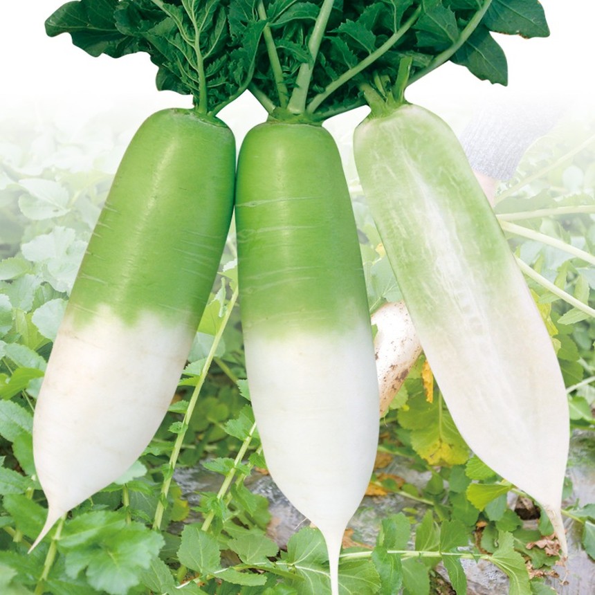 Green Fushi No. 5