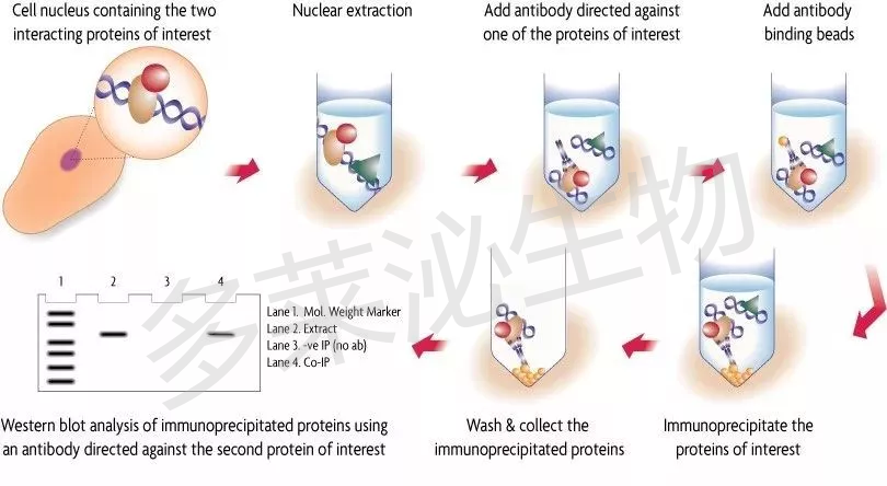 ���߹�����������co-Immunoprecipitation, co-IP��.png