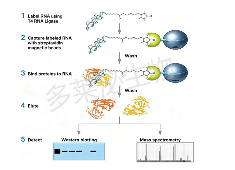 RNA pull down.png