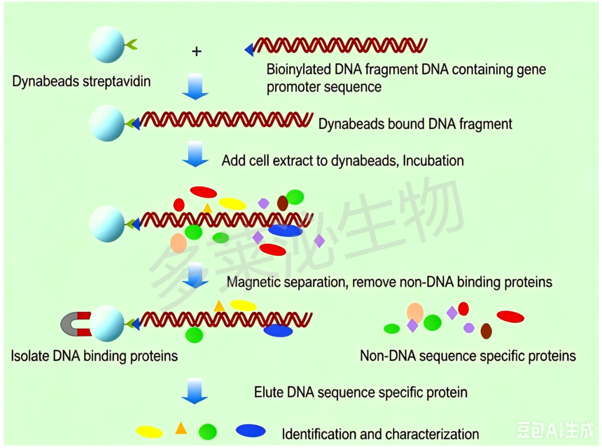 DNA pull down ԭ��ͼ.png
