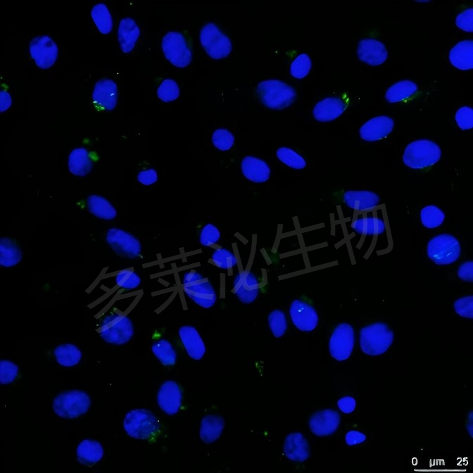 Fluo-4AM �����Ӽ��.png