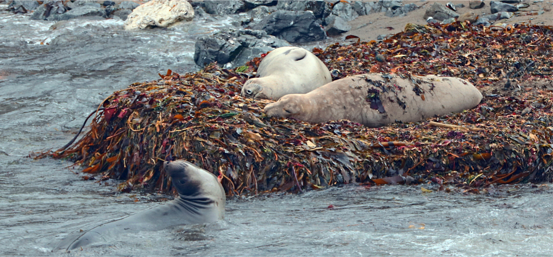 ���@���ձ����R����ˮ��ȾΣ�C �򌢳ɞ�ȫ���ׂ����w�������ң�