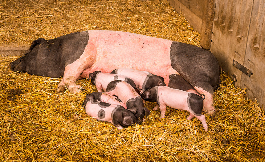 摄图网_303325924_母猪来自斯瓦比人猪一种德国人躺在稻草上农场的巢穴里周围有六只幼猪（企业商用）.jpg