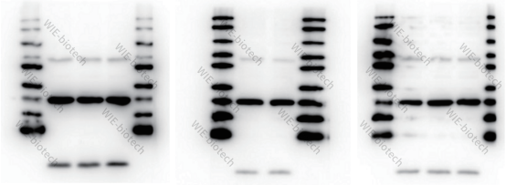 Western Blot