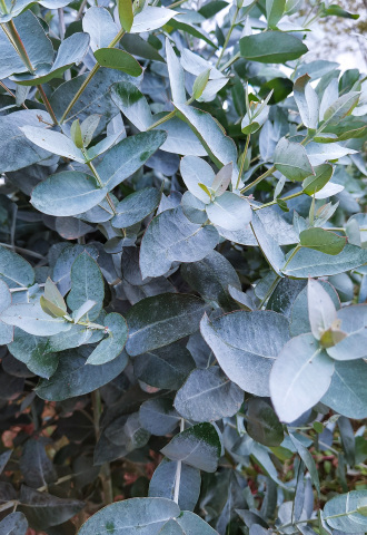 crop,w_330,h_480,g_center