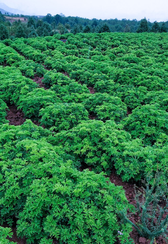 crop,w_330,h_480,g_center