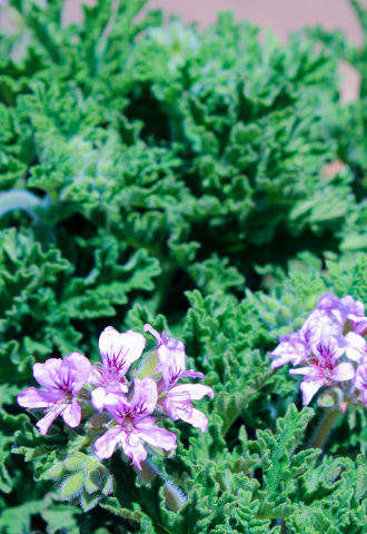 crop,w_330,h_480,g_center