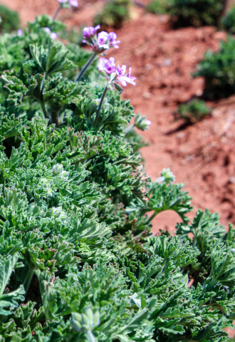 crop,w_330,h_480,g_center