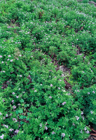 crop,w_330,h_480,g_center