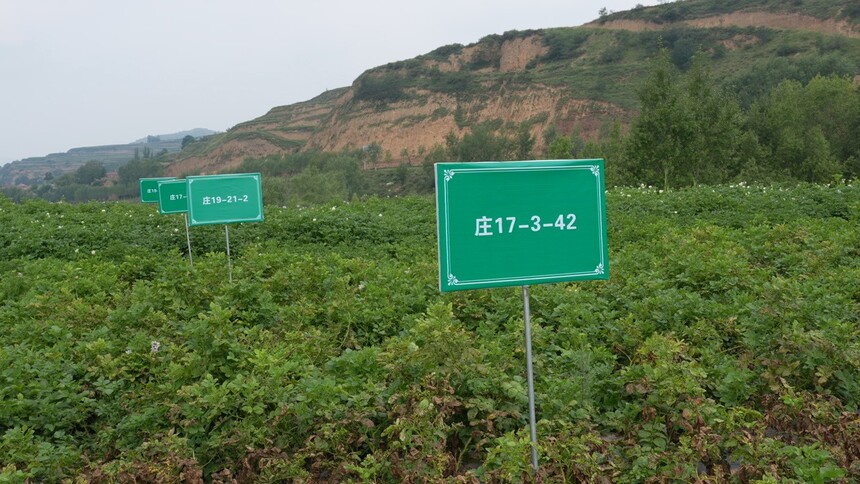 C4295T01.JPG