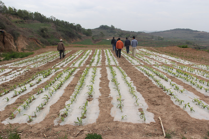 1682160895907536.jpg 长效肥 002.jpg