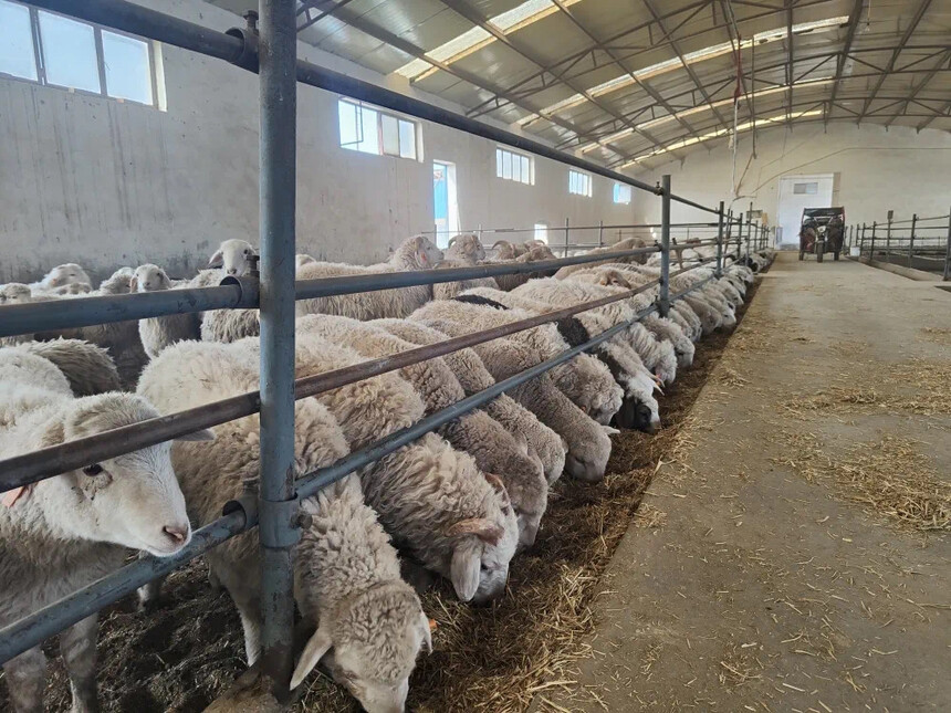 1684824100192602.jpg 河东镇七道沟村通过大力发展养殖业.JPG