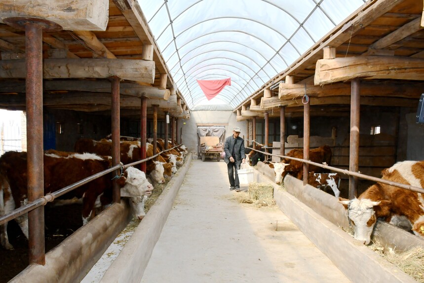 1684824137498655.jpg 图为,河东镇七道沟村通过大力发展养殖业.jpg