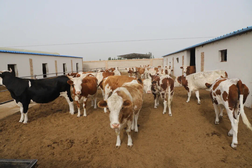 1684824165251519.jpg 图为曾彦军牛场.JPG