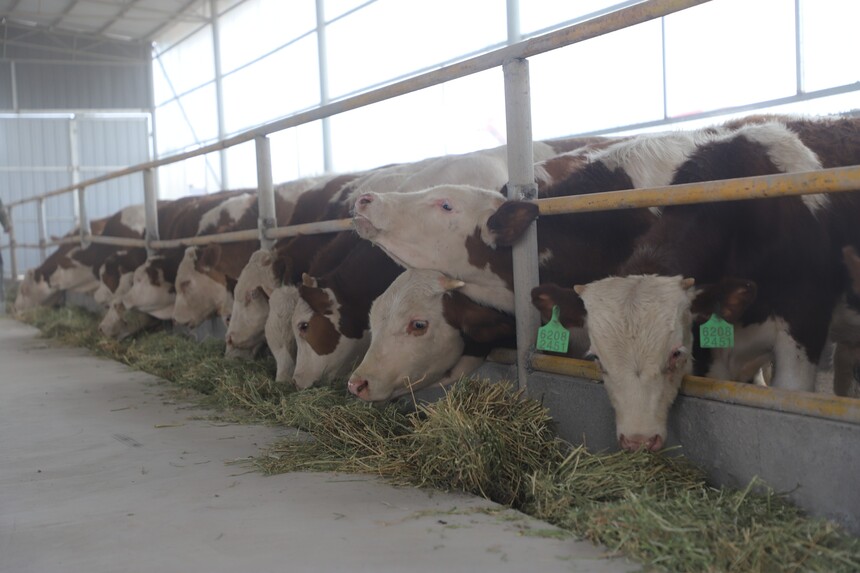 1684824192572444.jpg 新调来的牛适应新环境.JPG