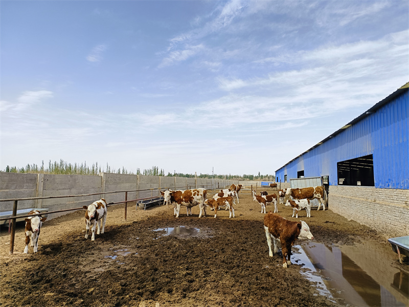 1684975849672546.jpg 3.jpg