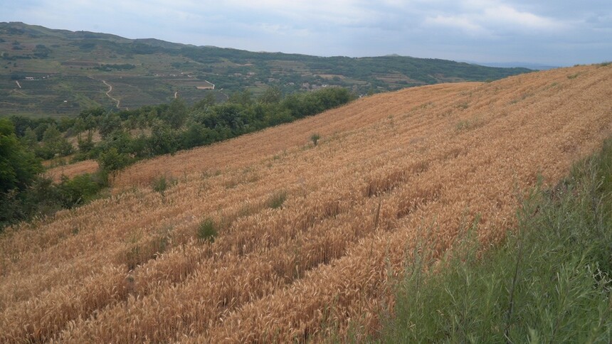 C2599T01.JPG