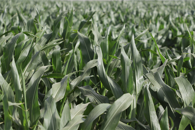 1726017013297138.jpg 平川区培训班 (4).JPG